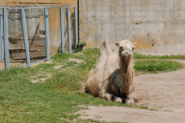 Верблюд Сидит Траве Зоопарке Высокое Качество Фото — стоковое фото