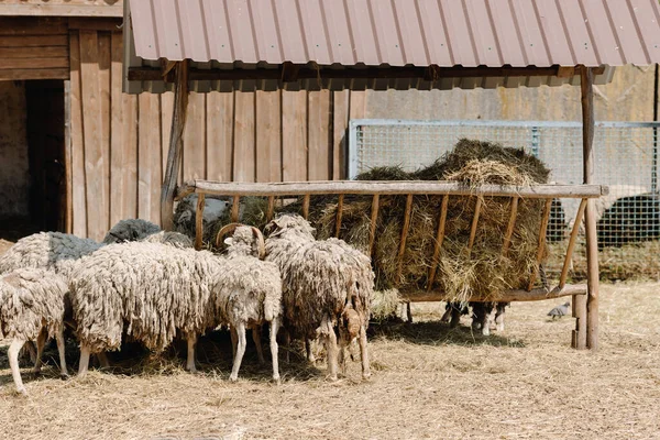 Many Sheep Eat Hay Wooden Feeder Farm High Quality Photo — Zdjęcie stockowe