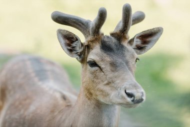Bir yaz günü hayvanat bahçesinde geyik. Namlu yakın plan. Yüksek kalite fotoğraf