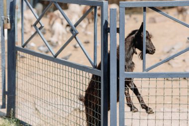 Bir çiftlikteki çitlerin arkasından dışarı bakan siyah bir keçi. Yüksek kalite fotoğraf