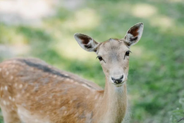 A spotted deer stands in the park and looks at the camera. High quality photo