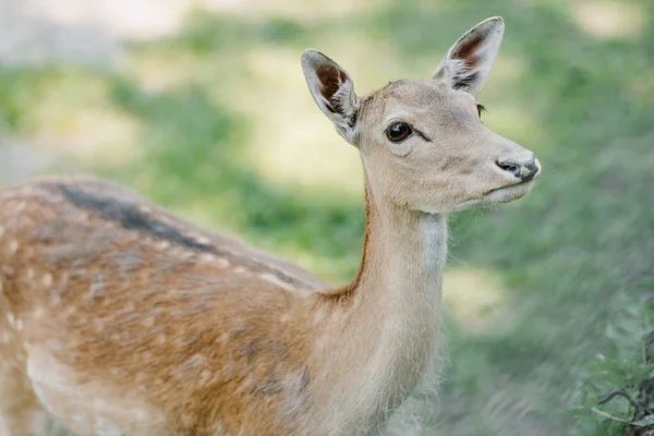 Spotted Deer Stands Park Background Grass Looks Side High Quality — ストック写真