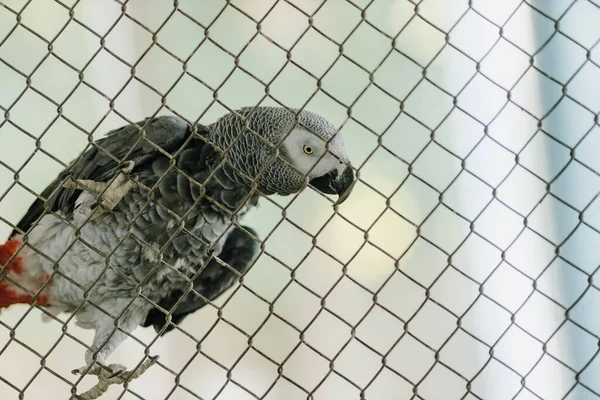 Африканский Серый Попугай Сидит Клетке Смотрит Камеру Высокое Качество Фото — стоковое фото