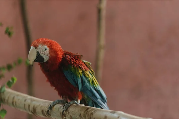 Uma Arara Verde Vermelha Arara Verde Alada Senta Galho Zoológico — Fotografia de Stock