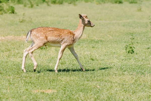 Young Spotted White Tailed Deer Walks Field Summer High Quality — ストック写真