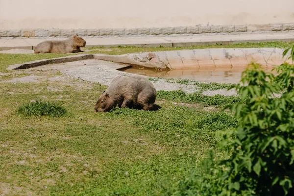 Due Castori Stanno Riposando Sull Erba Dello Zoo Foto Alta — Foto Stock