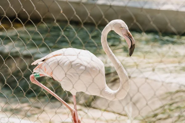 Portrait White Pink Flamingo Fence Zoo High Quality Photo — Foto de Stock