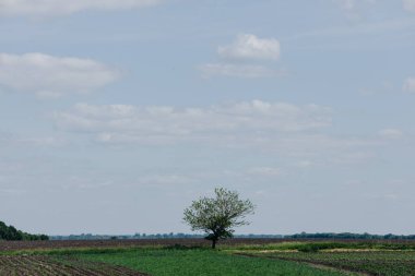 Baharda bir tarlanın ortasında, mavi gökyüzüne karşı yalnız bir ağaç. Yüksek kalite fotoğraf