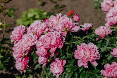 Bahçesinde pembe çiçekler olan güzel bir şakayık çalısı. Yüksek kalite fotoğraf