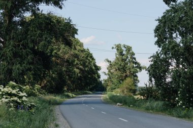 Ormanın ortasından geçen yolun fotoğrafı. Yüksek kalite fotoğraf