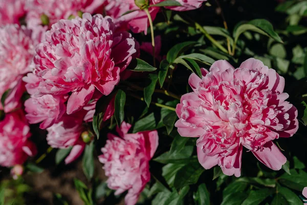Pink flowers peonies flowering on background pink peonies. Peonies garden. Close up. High quality photo