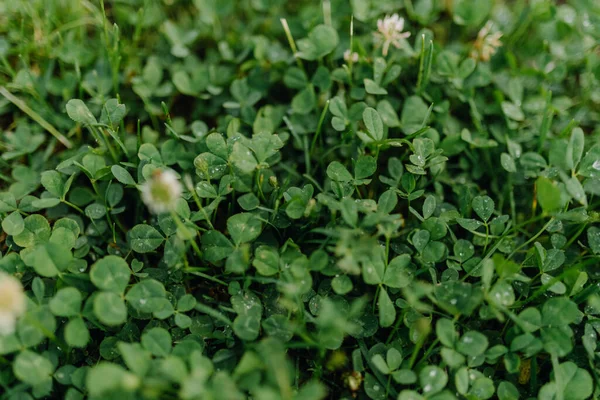 Clover Dew Rain Summer High Quality Photo — Stockfoto