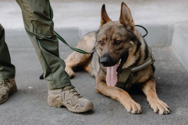  A German shepherd lies at the feet of a military man outdoors, close-up. High quality photo