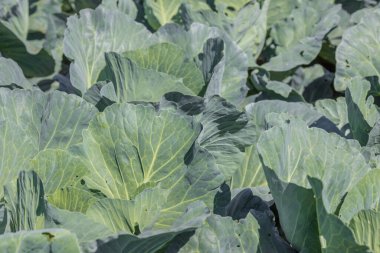 Lahana yaprakları yakın plan. Bahçede lahana yetişiyor. Tarım. İnsanlar için sağlıklı ve sağlıklı yiyecekler. Lahana yetiştirme. Yüksek kalite fotoğraf