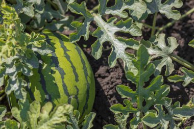  Çizgili, güzel bir karpuz çiftlikte güneşin altında bir yatakta yetişir. Bir eko-çiftlikte karpuz yetiştiriyorlar. Tarım. Tarım ürünlerinin yetiştirilmesi. Yüksek kalite fotoğraf