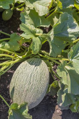  A young green melon grows in the garden. High quality photo