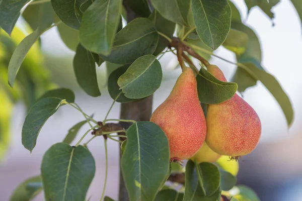 Red-yellow pears grow on a tree in summer in sunny weather. High quality photo