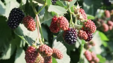 Olgun siyah ve yeşil böğürtlenler rüzgarda savruluyor güneşin yapraklarında, yaz meyveleri dışarıda, kapanıyor. Yüksek kalite 4k görüntü