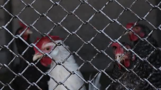 Chickens Stand Cage Look Camera High Quality Footage — Stock Video