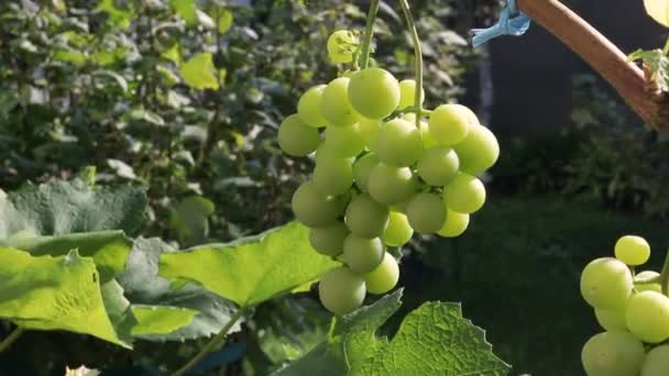 Montones Uvas Sol Maduración Las Uvas Una Rama Vid Agricultura — Vídeo de stock