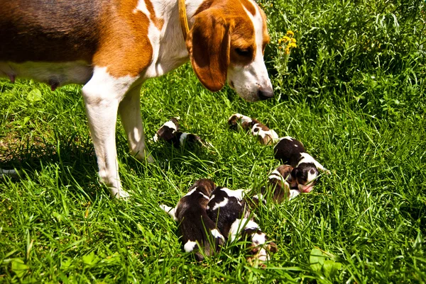 Cão estoniano com seus cachorros de dois dias de idade — Fotografia de Stock