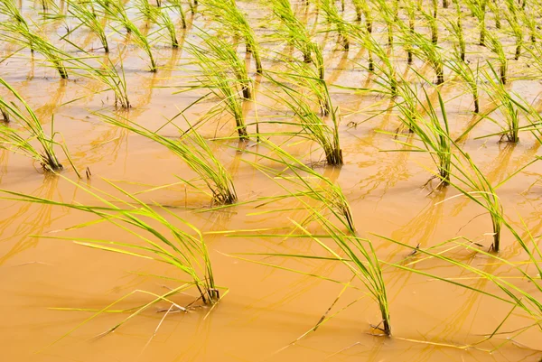 Pole rýže, Kambodža, makro — Stock fotografie