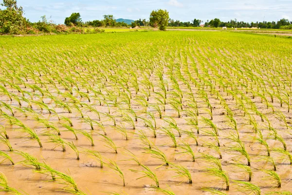 Campo de arroz, Camboya —  Fotos de Stock