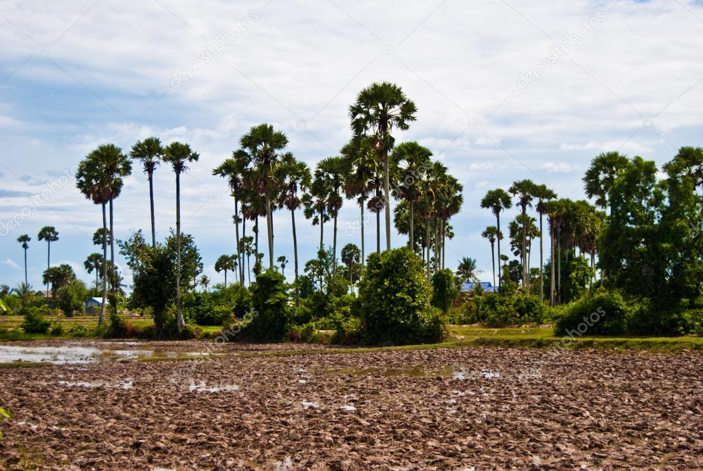 Field and palms, south of Cambodia