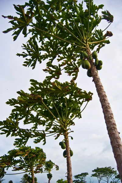Papája stromy s ovocem — Stock fotografie