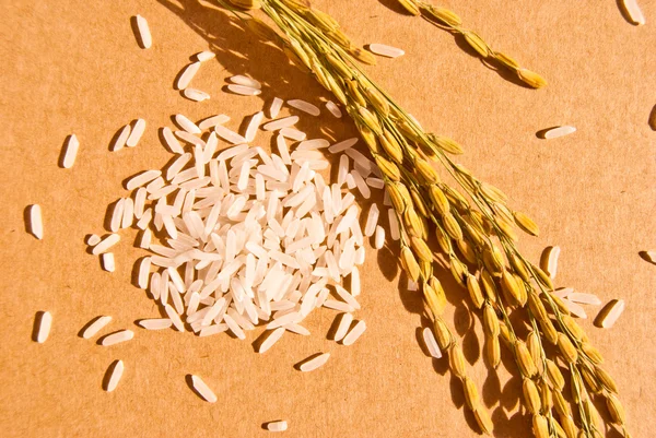Ears of rice with white rice on beige background — Stock Photo, Image