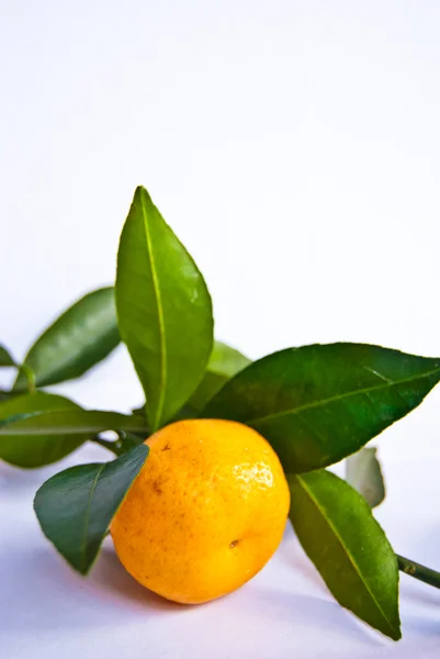 Mandarine auf einem Zweig isoliert auf weißem Hintergrund — Stockfoto