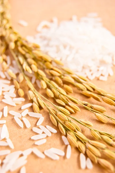 Orecchie di riso con riso bianco su sfondo beige # 2, verticale o — Foto Stock