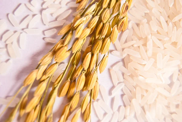 Orecchie di riso con riso bianco su fondo bianco — Foto Stock