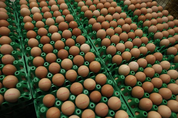 Eggs — Stock Photo, Image