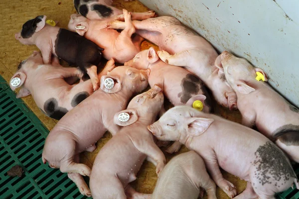 Piglets in stable — Stock Photo, Image