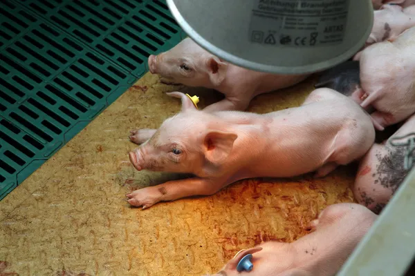 Piglets in stable — Stock Photo, Image