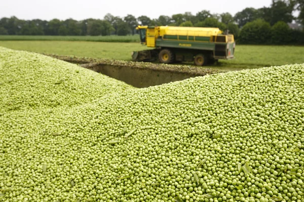 Harvest peas — Zdjęcie stockowe