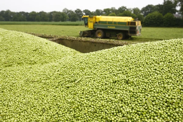 Erbsen ernten — Stockfoto