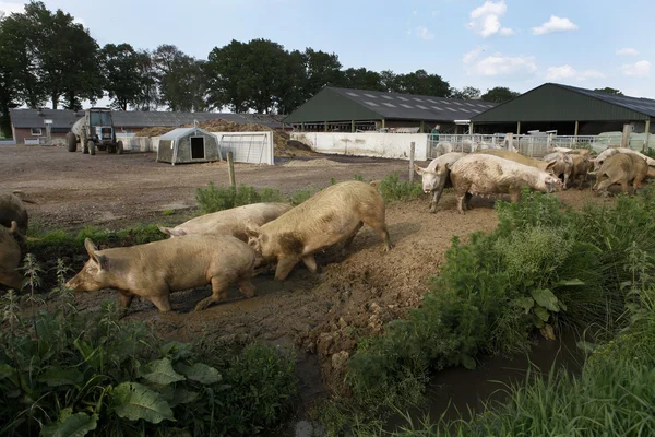 Pigs walking around — Stock Photo, Image