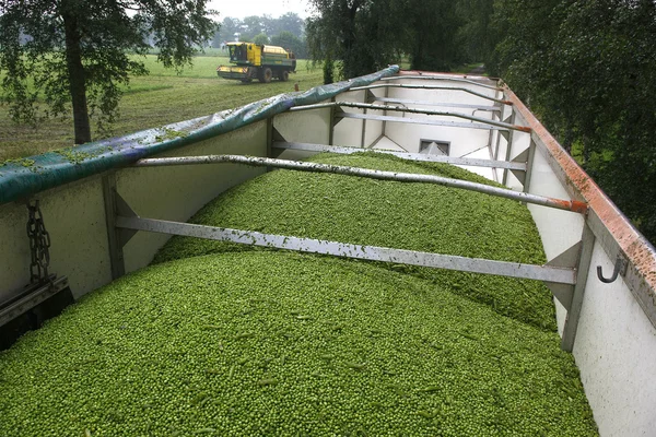 Erbsen nur noch ernten — Stockfoto