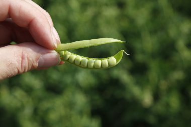 Bir elmanın iki yarısı