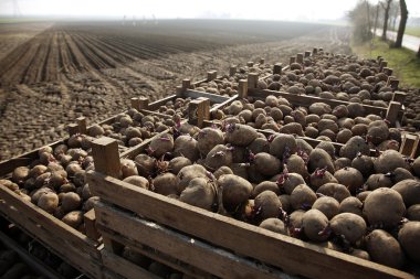 patato crops clipart