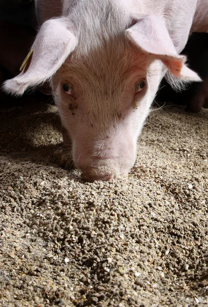 pigfeed