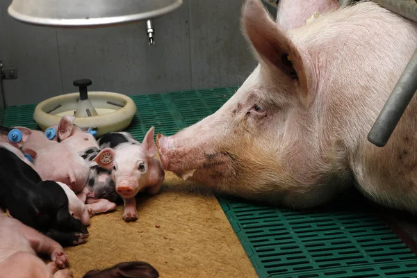 Sow  with piglets — Stock Photo, Image