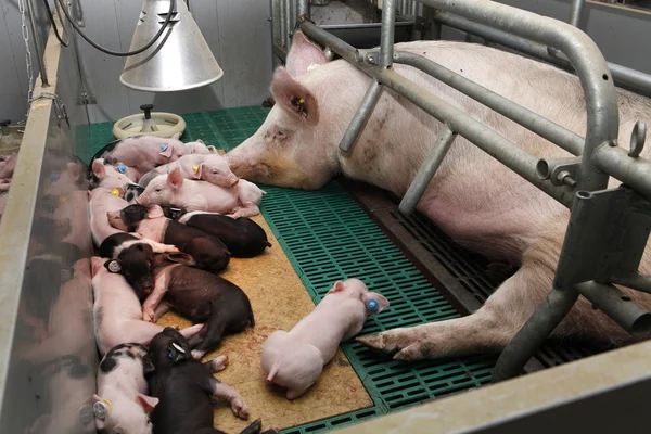 Cerda con lechón — Foto de Stock