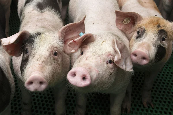 Cerda con lechón — Foto de Stock