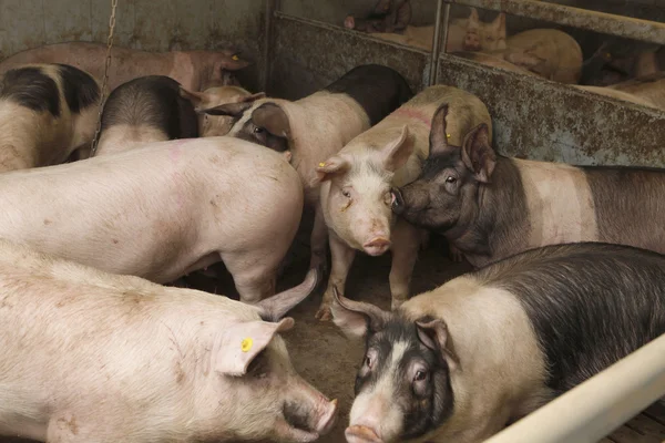 Cerda con lechón — Foto de Stock