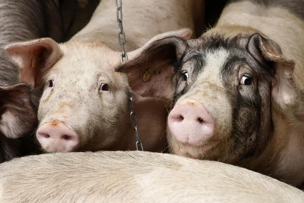 Cerda con lechón — Foto de Stock