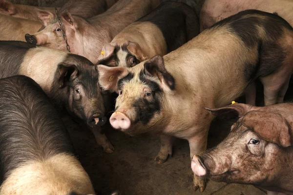 Cerda con lechón — Foto de Stock