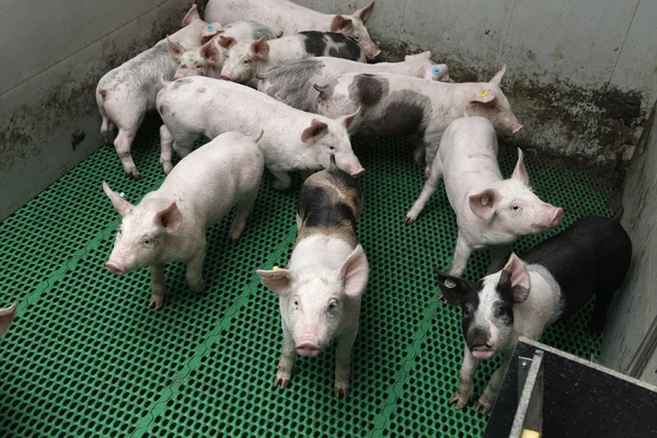 Cerda con lechón — Foto de Stock